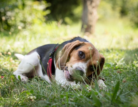 How to Get Dog Pee Smell Out of Yard