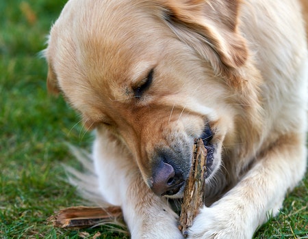 How to Make Himalayan Dog Chew Into Puff