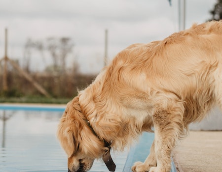 How to Slow Down Dog Drinking Water