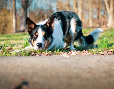 How to Stop a Dog From Spinning in Circles