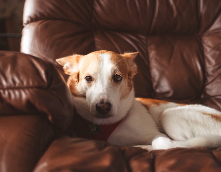 How to Get Rid of Dog Pee Smell on Furniture