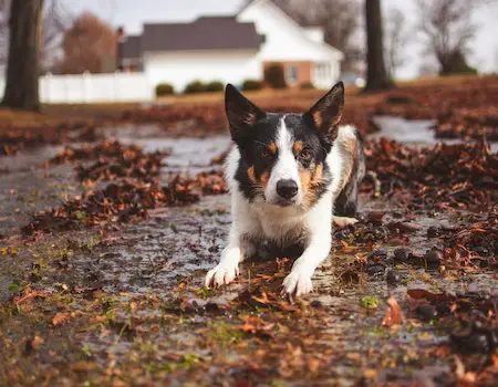 How to Stop Dog From Rolling in the Dirt