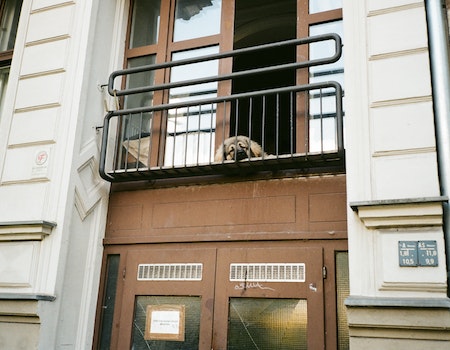 How to Dog Proof Your Balcony Railings