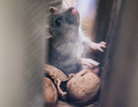 How to Keep Mice Away From Dog Food