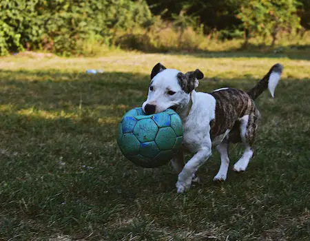 How Long Does it Take a Dog to Digest Heartgard?