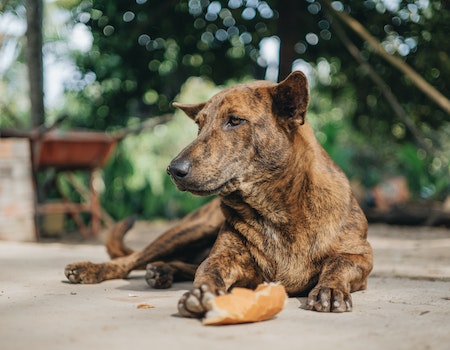 How To Clean Dog Mouth After Eating Poop