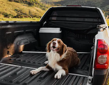 How to Get a Large Dog Into a Car