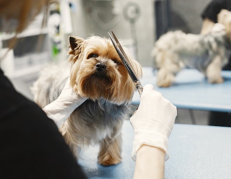 How to Become a Dog Groomer in Illinois