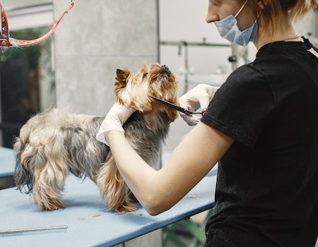 How to Become a Dog Groomer in PA