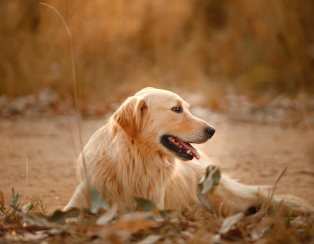 How To Teach a Dog Personal Space