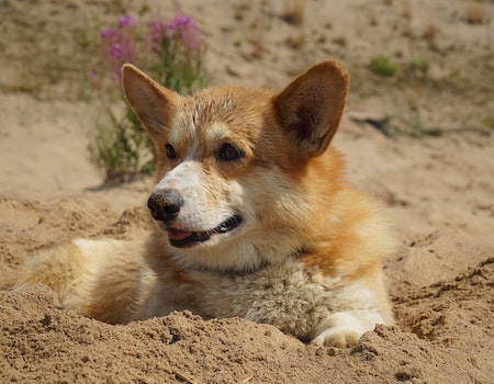 How to Get Poop Smell Off Dogs