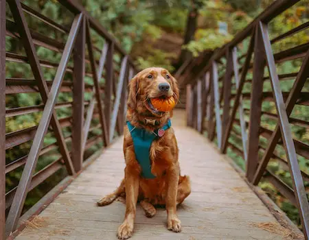 How Long to Keep Harness on Dog