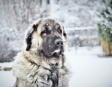 How to Keep Snow From Clumping on Dog Legs