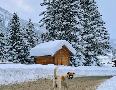 How to Keep Your Dog From Tracking in Dirt