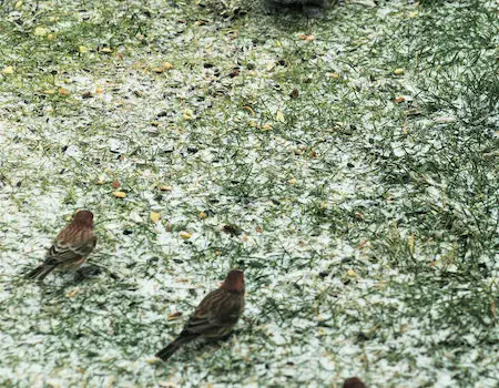 How to Keep Birds Away From Dog Food