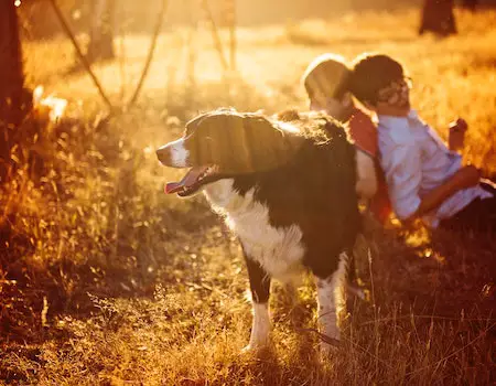 How to Train a Farm Dog