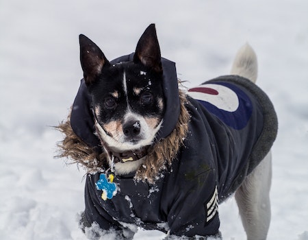 How to Remove Snow Clumps From Dog Fur