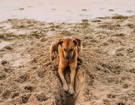 How to Exercise Dog When It's Too Hot Outside