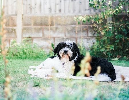 How to Remove Dog Poop From Your Backyard