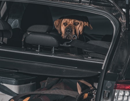 How to Keep Your Dog in the Backseat