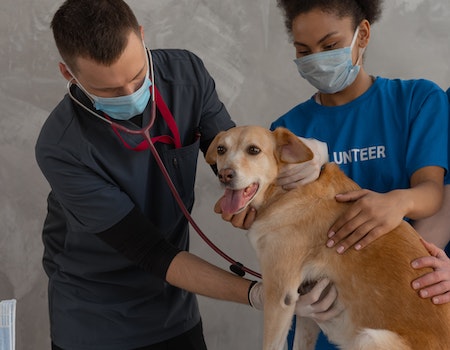 How to Get Urine Smell Out of Dog Diapers