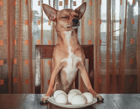 How to Keep Your Dog From Jumping on the Counter