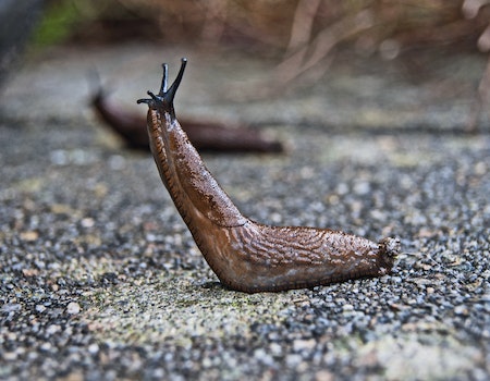 How to Stop My Dog From Eating Slugs