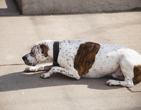 How to Remove Dog Poop From Concrete