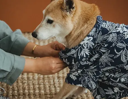 How to Put a Shirt on a Dog After Surgery