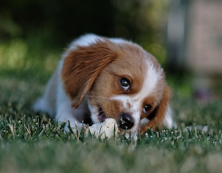 How to Remove Dog Poop From Artificial Grass