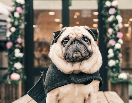 How To Get Dog Hair Out Of Fleece