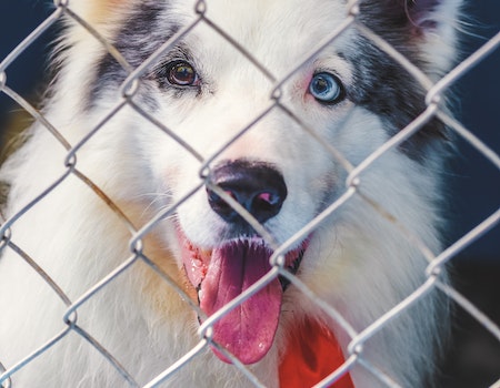 How to Stop Dogs From Destroying Your Fence