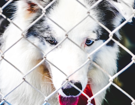 How to Train a Scared Dog to an Underground Fence