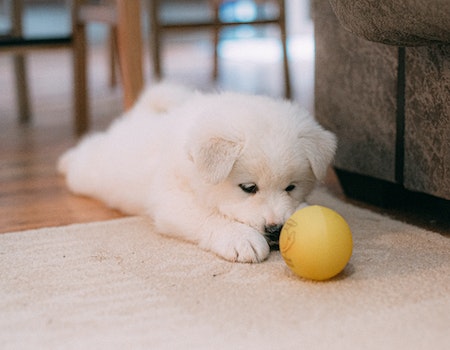 How to Remove Dog Poop From a Carpet