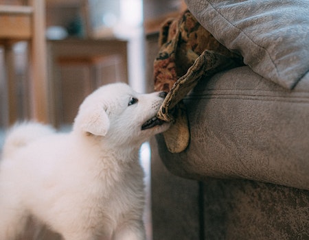 How to Stop My Dog From Licking the Couch