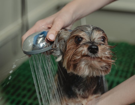 How to Relieve Dog Itching After Grooming