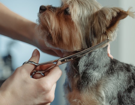 How to Use Dog Thinning Shears