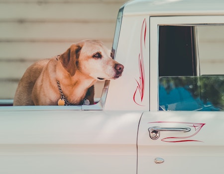 How to Build a Dog Box for a Truck