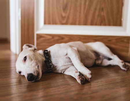 How to Clean Up Dog Vomit on Hardwood Floors