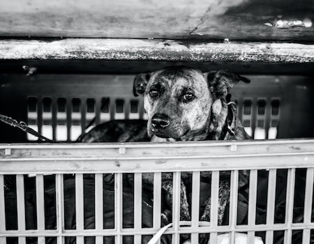 How to Stop Dog Barking in the Crate in the Morning