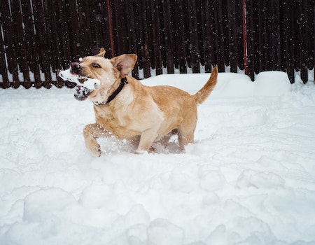 How do you put on rubber dog booties?