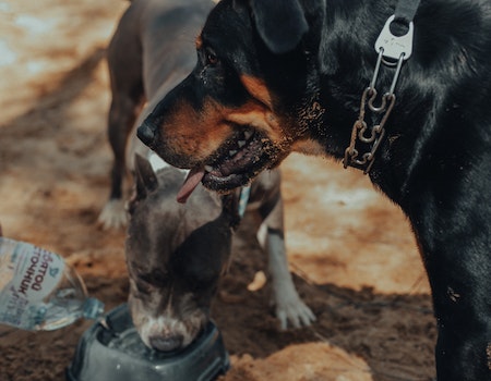 How to Keep the Dog From Turning Over the Water Bucket