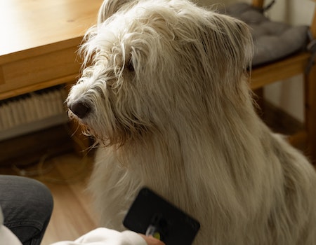 How to Groom an Aggressive Dog