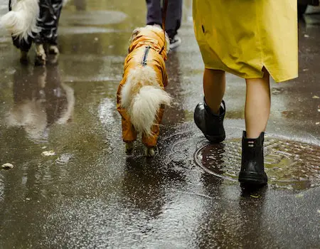 How to Walk a Dog in Rain