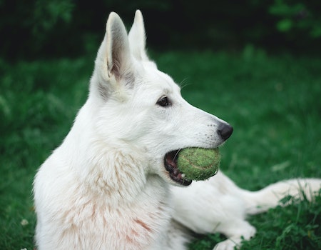 How to Clean Dog Tennis Balls