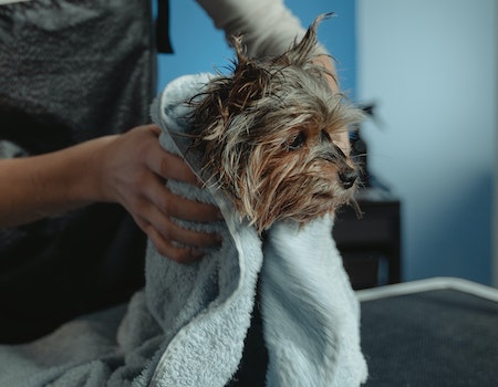 How to Get a Dog to Sit Still While Grooming