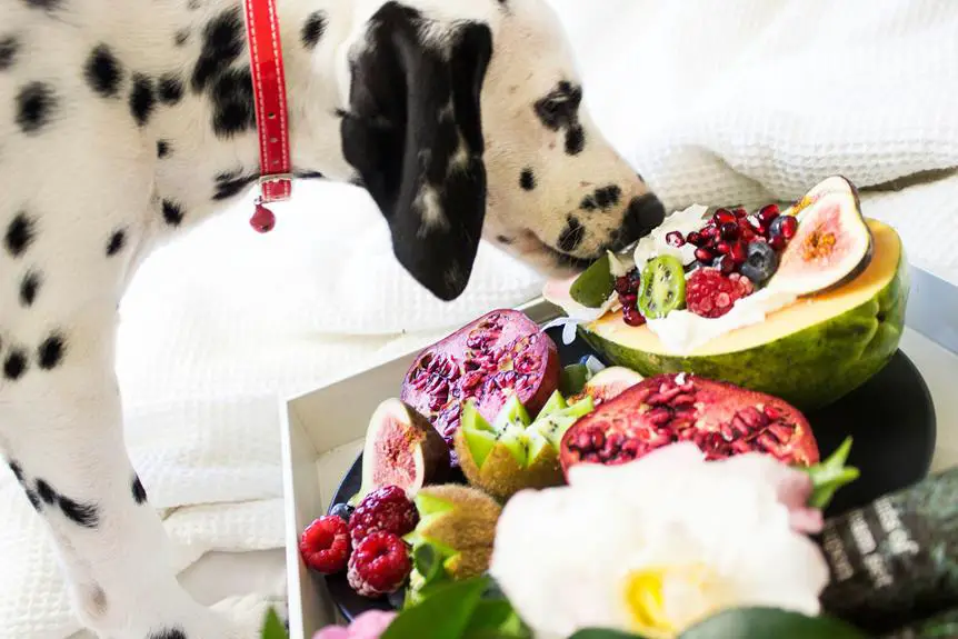 diving into dalmatian showmanship