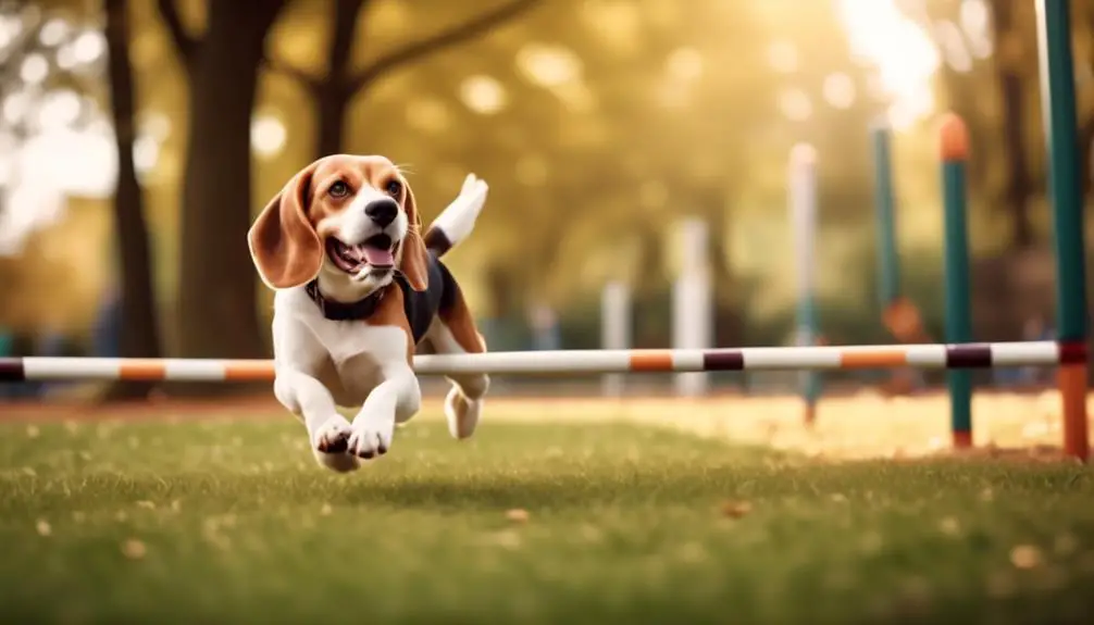 advanced training for beagles