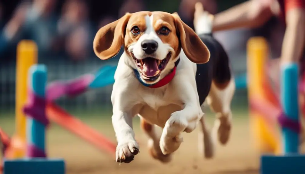 beagle events and competitions