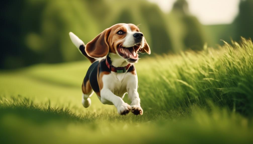 beagle recall training tips